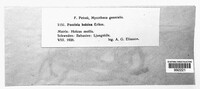 Puccinia holcina image